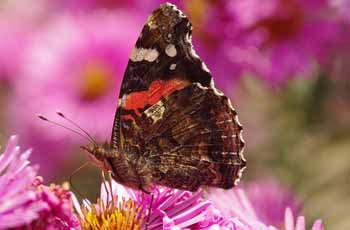 电话验证码轰炸免费