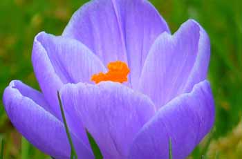 电话轰炸机官网