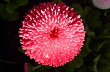 网页版呼叫中心