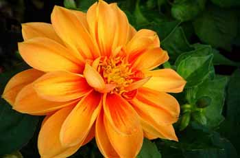 网页版呼叫中心