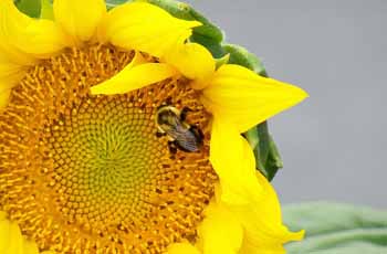 电话验证码轰炸免费