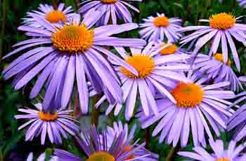 艾皇手机号测压