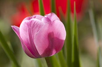 手机号轰炸业务网